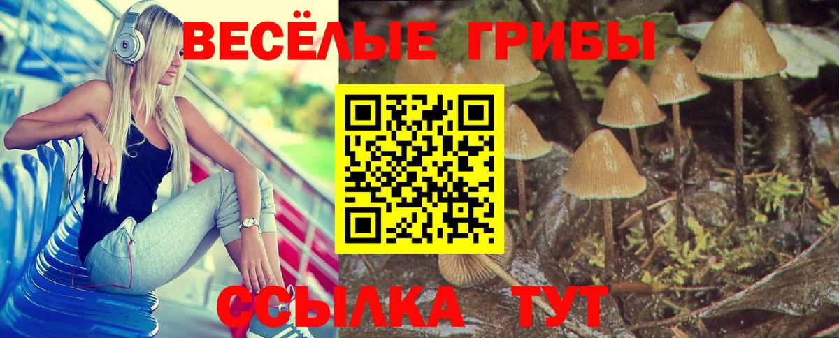 Псилоцибиновые грибы Cubensis Дербент
